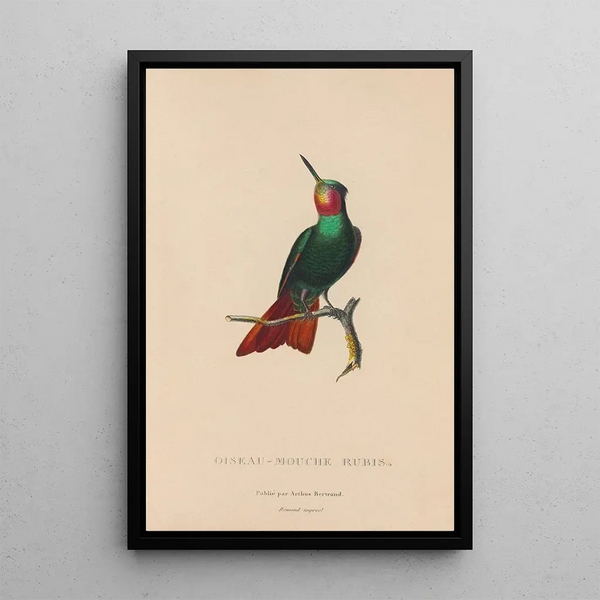 Histoire naturelle des oiseaux-mouches Pl44 - René Primevère Lesson — indrammet kunstværk på væggen