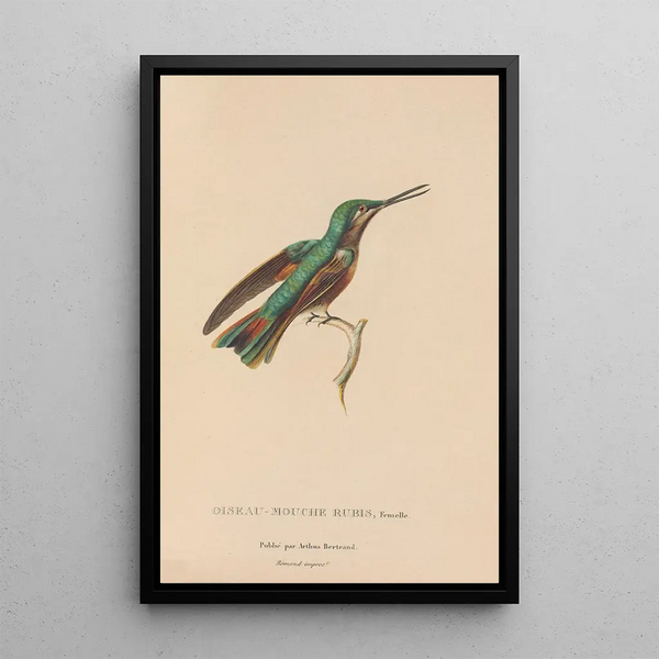 Histoire naturelle des oiseaux-mouches Pl45 - René Primevère Lesson — indrammet kunstværk på væggen