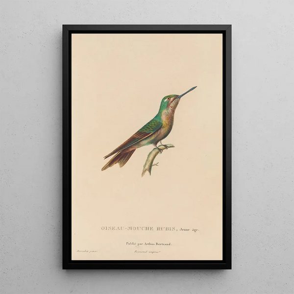 Histoire naturelle des oiseaux-mouches Pl46 - René Primevère Lesson — indrammet kunstværk på væggen