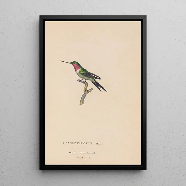 Histoire naturelle des oiseaux-mouches Pl47 - René Primevère Lesson — indrammet kunstværk på væggen