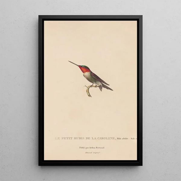 Histoire naturelle des oiseaux-mouches Pl48 - René Primevère Lesson — indrammet kunstværk på væggen