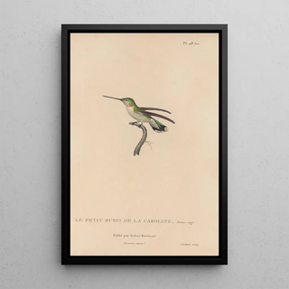 RenPrimevre Lesson - Histoire naturelle des oiseauxmouches Pl49.webp