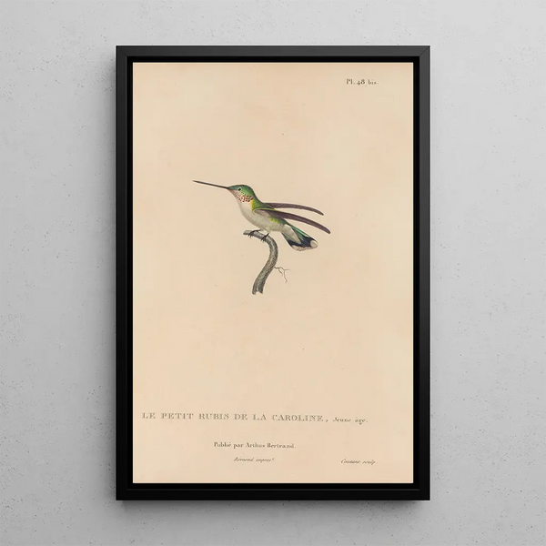 Histoire naturelle des oiseaux-mouches Pl49 - René Primevère Lesson — indrammet kunstværk på væggen