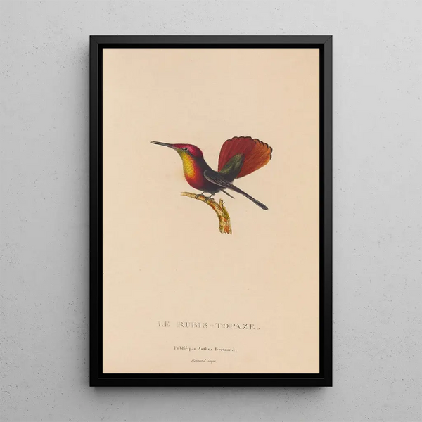 Histoire naturelle des oiseaux-mouches Pl53 - René Primevère Lesson — indrammet kunstværk på væggen