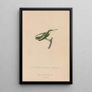 RenPrimevre Lesson - Histoire naturelle des oiseauxmouches Pl55.webp