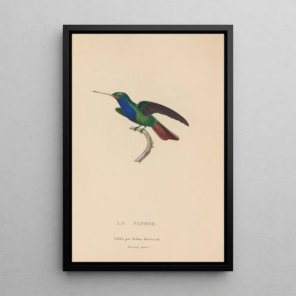 Histoire naturelle des oiseaux-mouches Pl56 - René Primevère Lesson — indrammet kunstværk på væggen