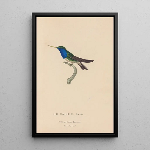Histoire naturelle des oiseaux-mouches Pl57 - René Primevère Lesson — indrammet kunstværk på væggen