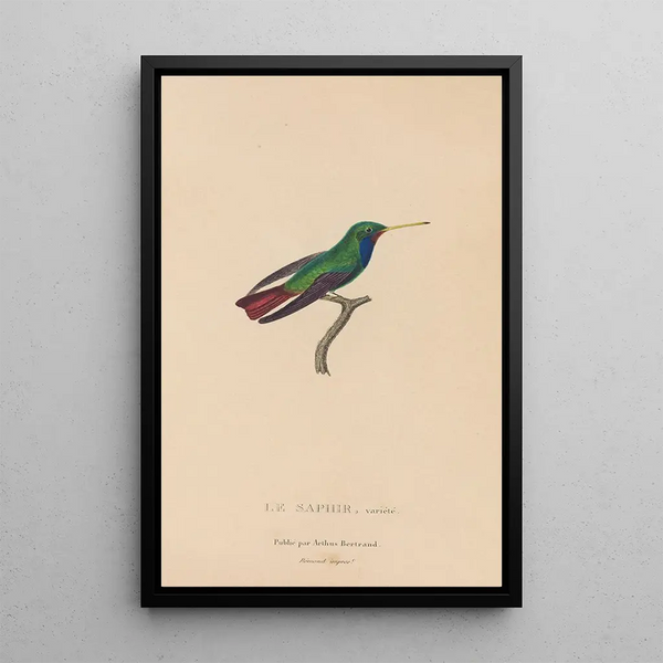 Histoire naturelle des oiseaux-mouches Pl58 - René Primevère Lesson — indrammet kunstværk på væggen