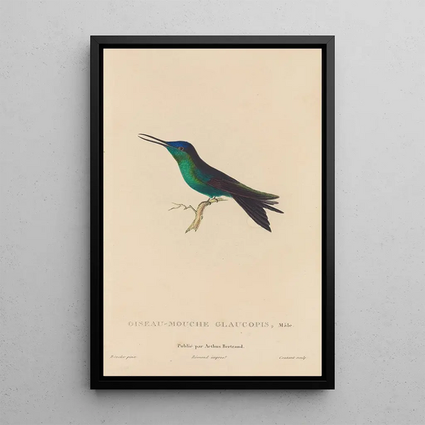 Histoire naturelle des oiseaux-mouches Pl59 - René Primevère Lesson — indrammet kunstværk på væggen