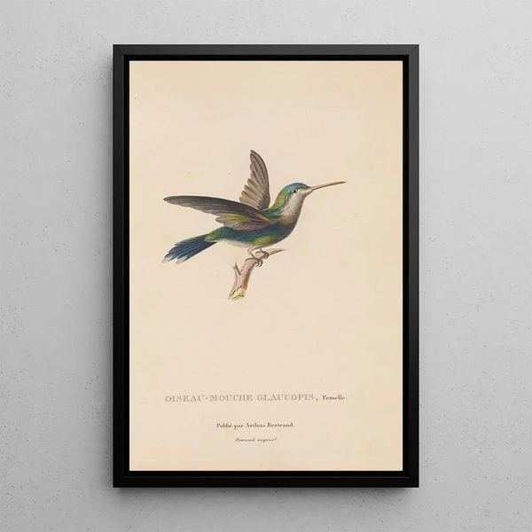 Histoire naturelle des oiseaux-mouches Pl60 - René Primevère Lesson — indrammet kunstværk på væggen