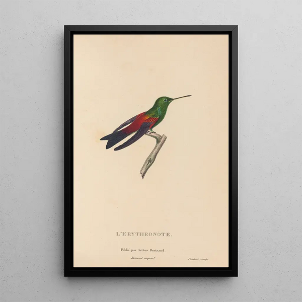 Histoire naturelle des oiseaux-mouches Pl62 - René Primevère Lesson — indrammet kunstværk på væggen