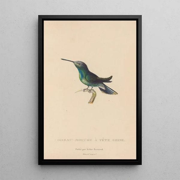 Histoire naturelle des oiseaux-mouches Pl63 - René Primevère Lesson — indrammet kunstværk på væggen