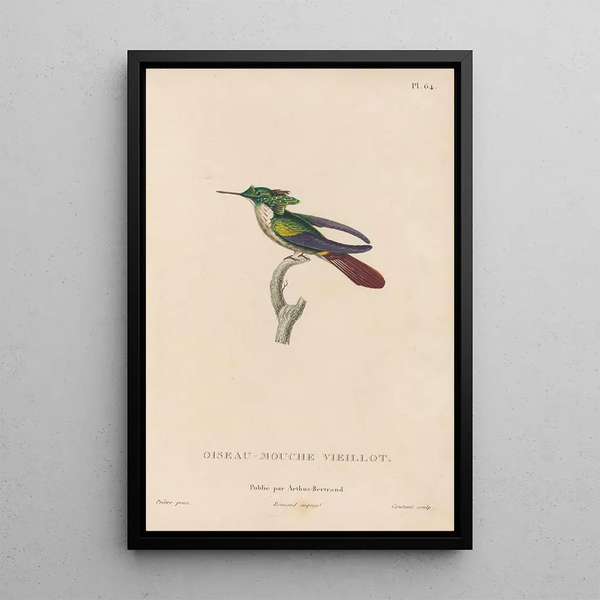 Histoire naturelle des oiseaux-mouches Pl65 - René Primevère Lesson — indrammet kunstværk på væggen