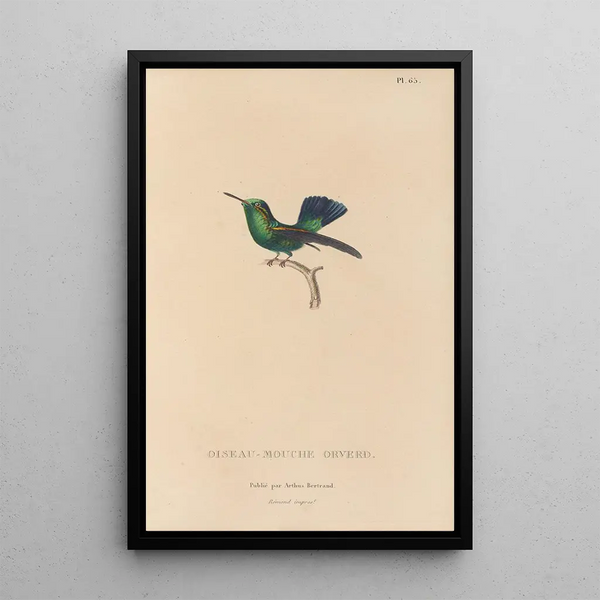 Histoire naturelle des oiseaux-mouches Pl66 - René Primevère Lesson — indrammet kunstværk på væggen