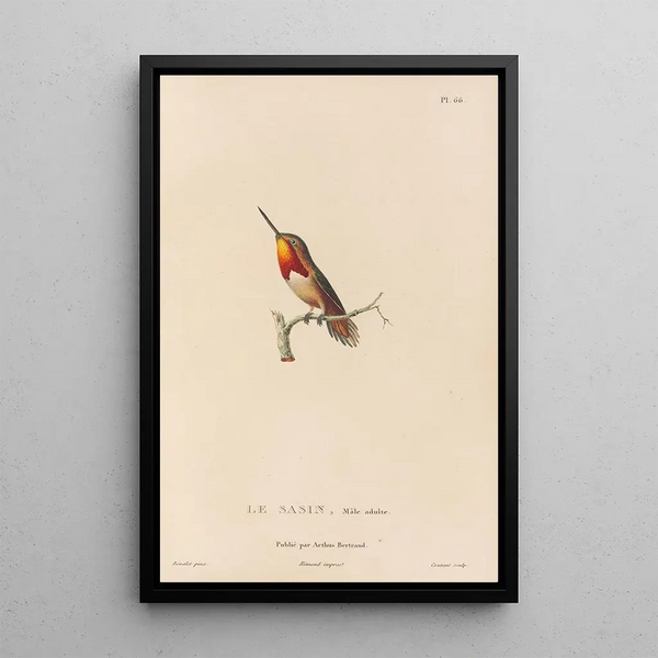 Histoire naturelle des oiseaux-mouches Pl67 - René Primevère Lesson — indrammet kunstværk på væggen