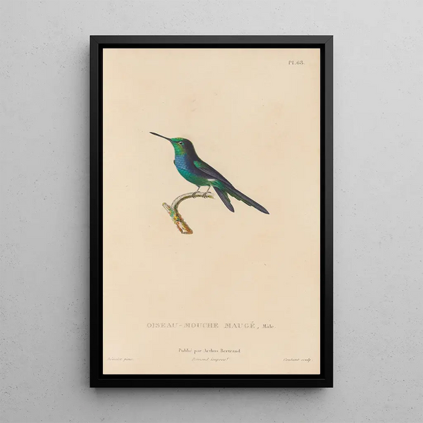 Histoire naturelle des oiseaux-mouches Pl69 - René Primevère Lesson — indrammet kunstværk på væggen