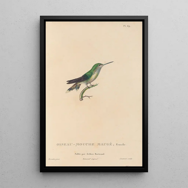Histoire naturelle des oiseaux-mouches Pl70 - René Primevère Lesson — indrammet kunstværk på væggen