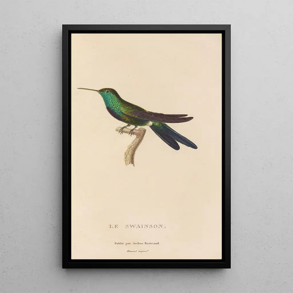 Histoire naturelle des oiseaux-mouches Pl71 - René Primevère Lesson — indrammet kunstværk på væggen