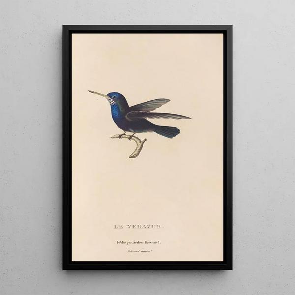 Histoire naturelle des oiseaux-mouches Pl72 - René Primevère Lesson — indrammet kunstværk på væggen