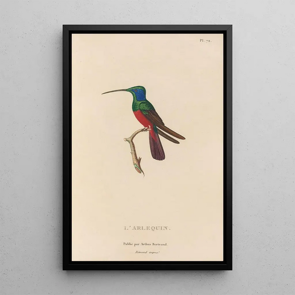 Histoire naturelle des oiseaux-mouches Pl73 - René Primevère Lesson — indrammet kunstværk på væggen