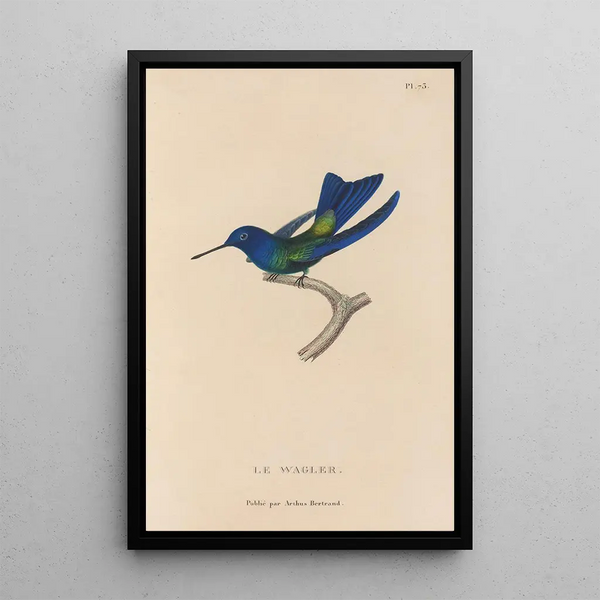 Histoire naturelle des oiseaux-mouches Pl74 - René Primevère Lesson — indrammet kunstværk på væggen