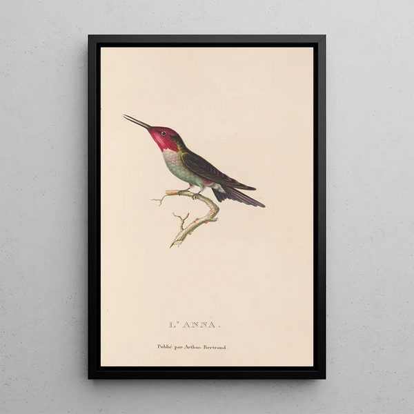 Histoire naturelle des oiseaux-mouches Pl75 - René Primevère Lesson — indrammet kunstværk på væggen