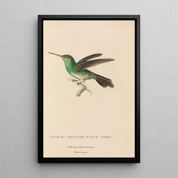 Histoire naturelle des oiseaux-mouches Pl76 - René Primevère Lesson — indrammet kunstværk på væggen
