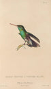 Histoire naturelle des oiseaux-mouches Pl77 - René Primevère Lesson — visning af kunstværket
