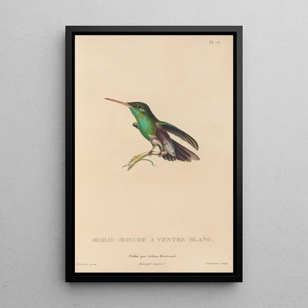 Histoire naturelle des oiseaux-mouches Pl77 - René Primevère Lesson — indrammet kunstværk på væggen