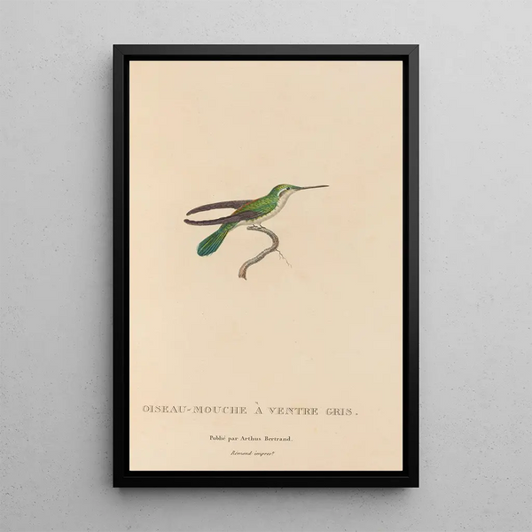 Histoire naturelle des oiseaux-mouches Pl80 - René Primevère Lesson — indrammet kunstværk på væggen