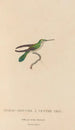 Histoire naturelle des oiseaux-mouches Pl80 - René Primevère Lesson — visning af kunstværket
