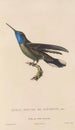 Histoire naturelle des oiseaux-mouches Pl81 - René Primevère Lesson — visning af kunstværket