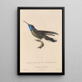 RenPrimevre Lesson - Histoire naturelle des oiseauxmouches Pl81.webp