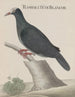 Histoire naturelle de Saint-Domingue Pl003 - René de Rabi — visning af kunstværket