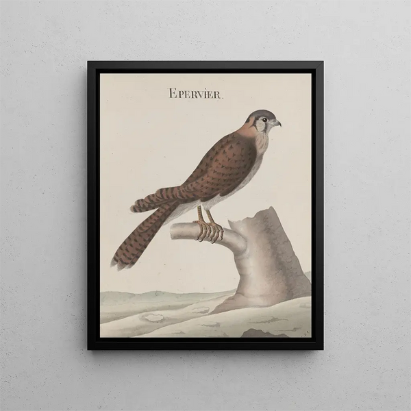 Ren de Rabi - Natural history of Saint Domingue Pl013.webp