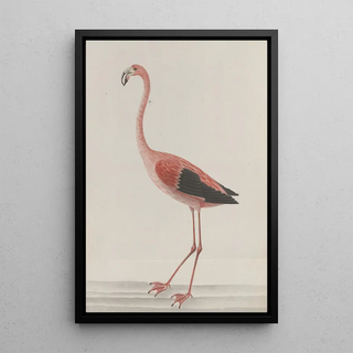 Ren de Rabi - Natural history of Saint Domingue Pl034.webp