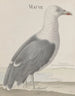 Histoire naturelle de Saint-Domingue Pl037 - René de Rabi — visning af kunstværket