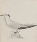 Histoire naturelle de Saint-Domingue Pl038 - René de Rabi — visning af kunstværket