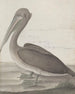 Histoire naturelle de Saint-Domingue Pl040 - René de Rabi — visning af kunstværket