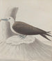 Histoire naturelle de Saint-Domingue Pl041 - René de Rabi — visning af kunstværket