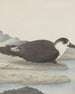 Histoire naturelle de Saint-Domingue Pl042 - René de Rabi — visning af kunstværket