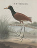 Histoire naturelle de Saint-Domingue Pl044 - René de Rabi — visning af kunstværket