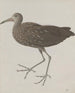 Histoire naturelle de Saint-Domingue Pl045 - René de Rabi — visning af kunstværket
