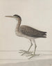 Histoire naturelle de Saint-Domingue Pl046 - René de Rabi — visning af kunstværket