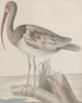 Histoire naturelle de Saint-Domingue Pl047 - René de Rabi — visning af kunstværket