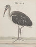 Histoire naturelle de Saint-Domingue Pl049 - René de Rabi — visning af kunstværket