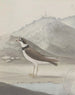 Histoire naturelle de Saint-Domingue Pl050 - René de Rabi — visning af kunstværket