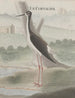 Histoire naturelle de Saint-Domingue Pl052 - René de Rabi — visning af kunstværket