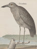 Histoire naturelle de Saint-Domingue Pl053 - René de Rabi — visning af kunstværket
