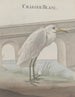 Histoire naturelle de Saint-Domingue Pl054 - René de Rabi — visning af kunstværket